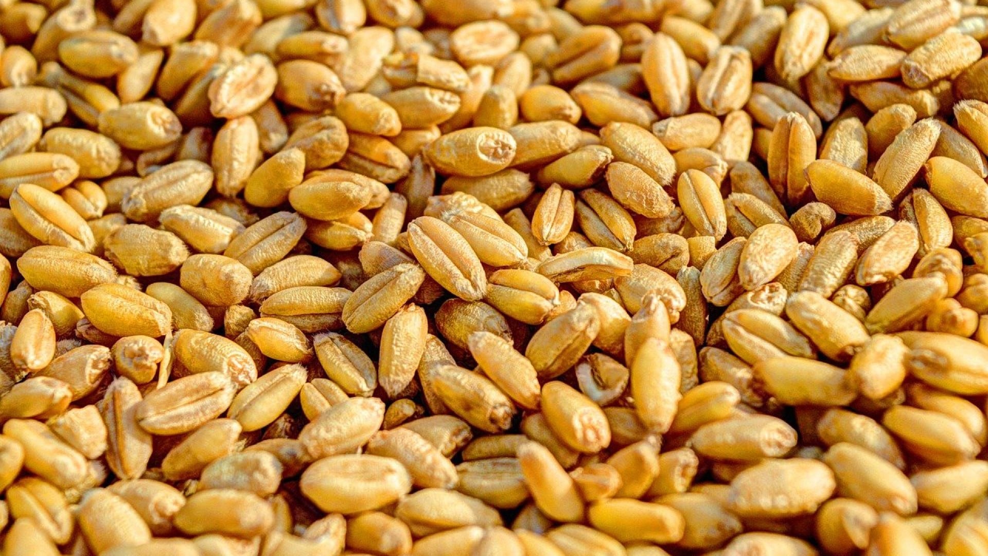 Comment prendre les graines de fenugrec ?