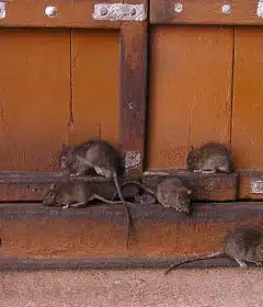 Dératisation professionnelle à Paris : comment la ville lutte contre les rats ?