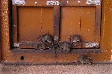 Dératisation professionnelle à Paris : comment la ville lutte contre les rats ?