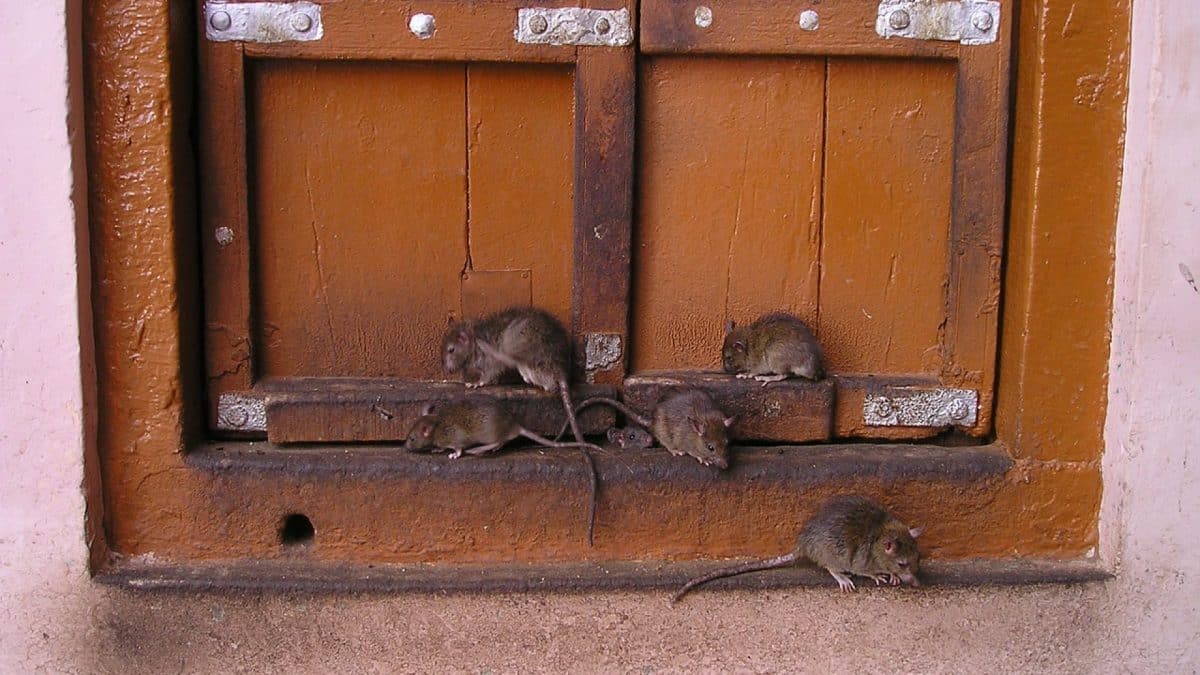 Dératisation professionnelle à Paris : comment la ville lutte contre les rats ?