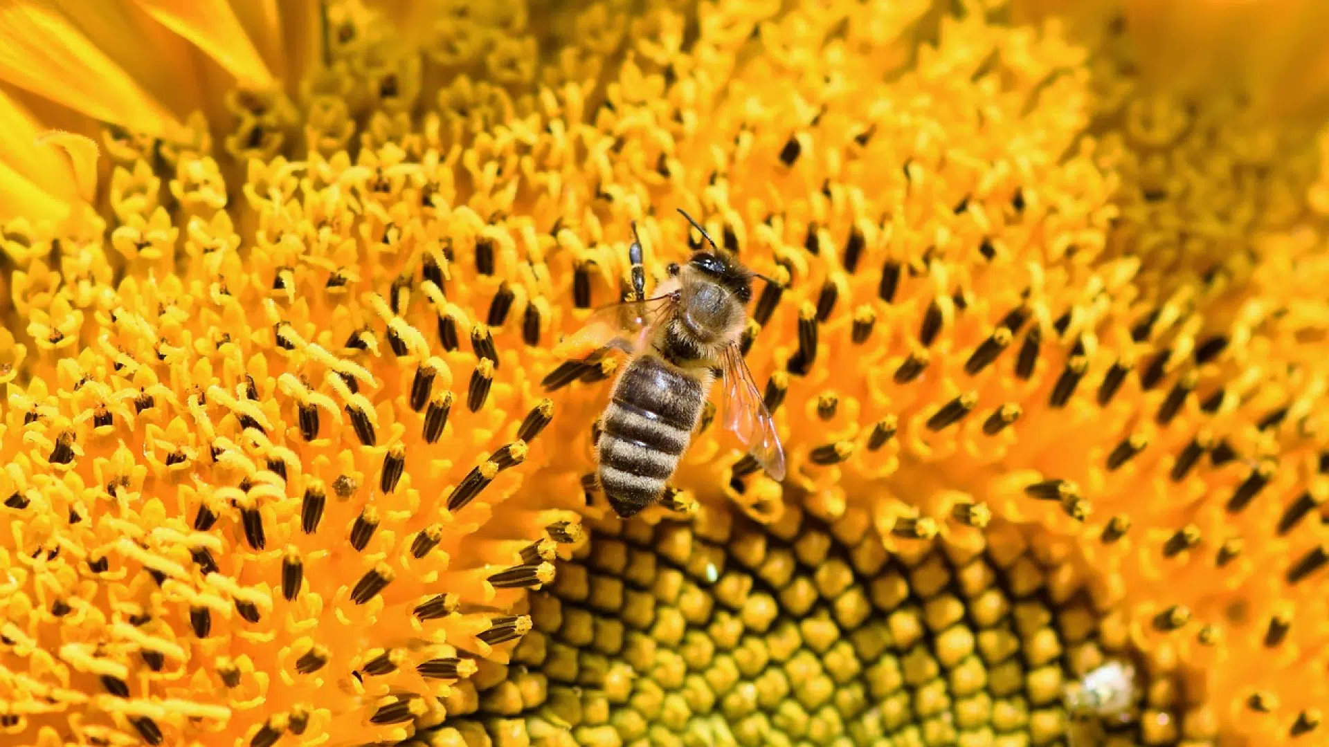 Top 3 des avantages qu’offre la propolis bio